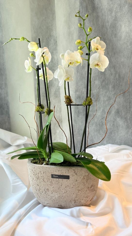 Contemporary Orchid Planter