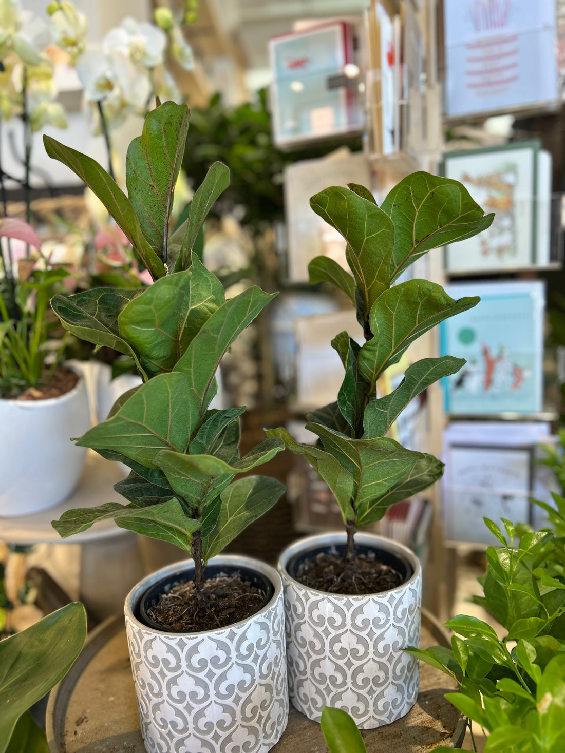 Ficus Lyrata Bambino