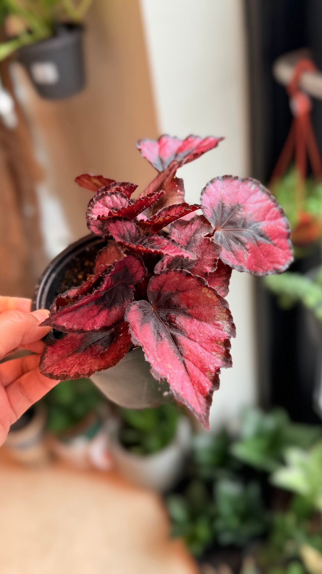 Begonia red kiss