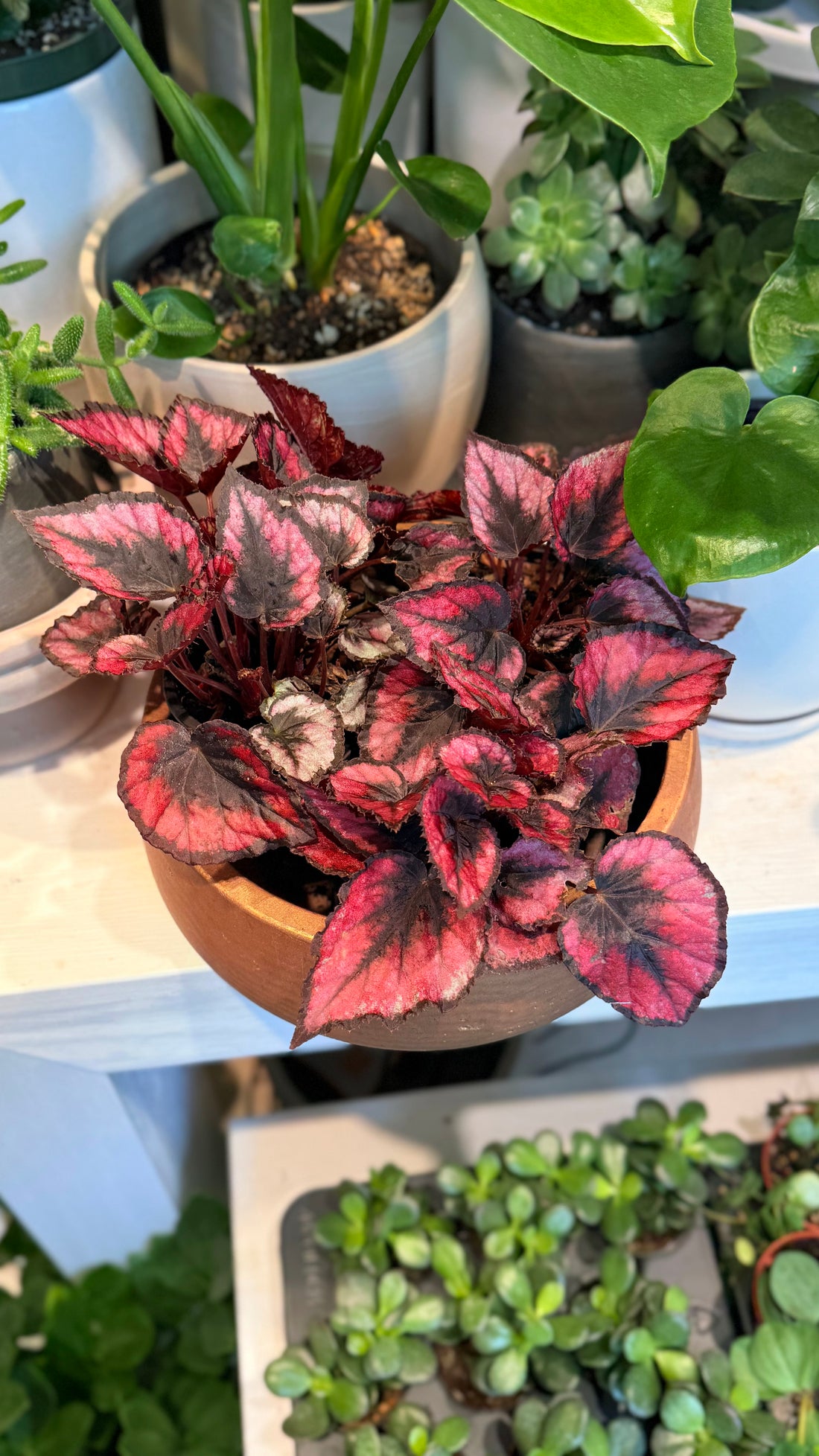 Begonia red kiss