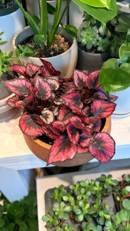 Begonia red kiss