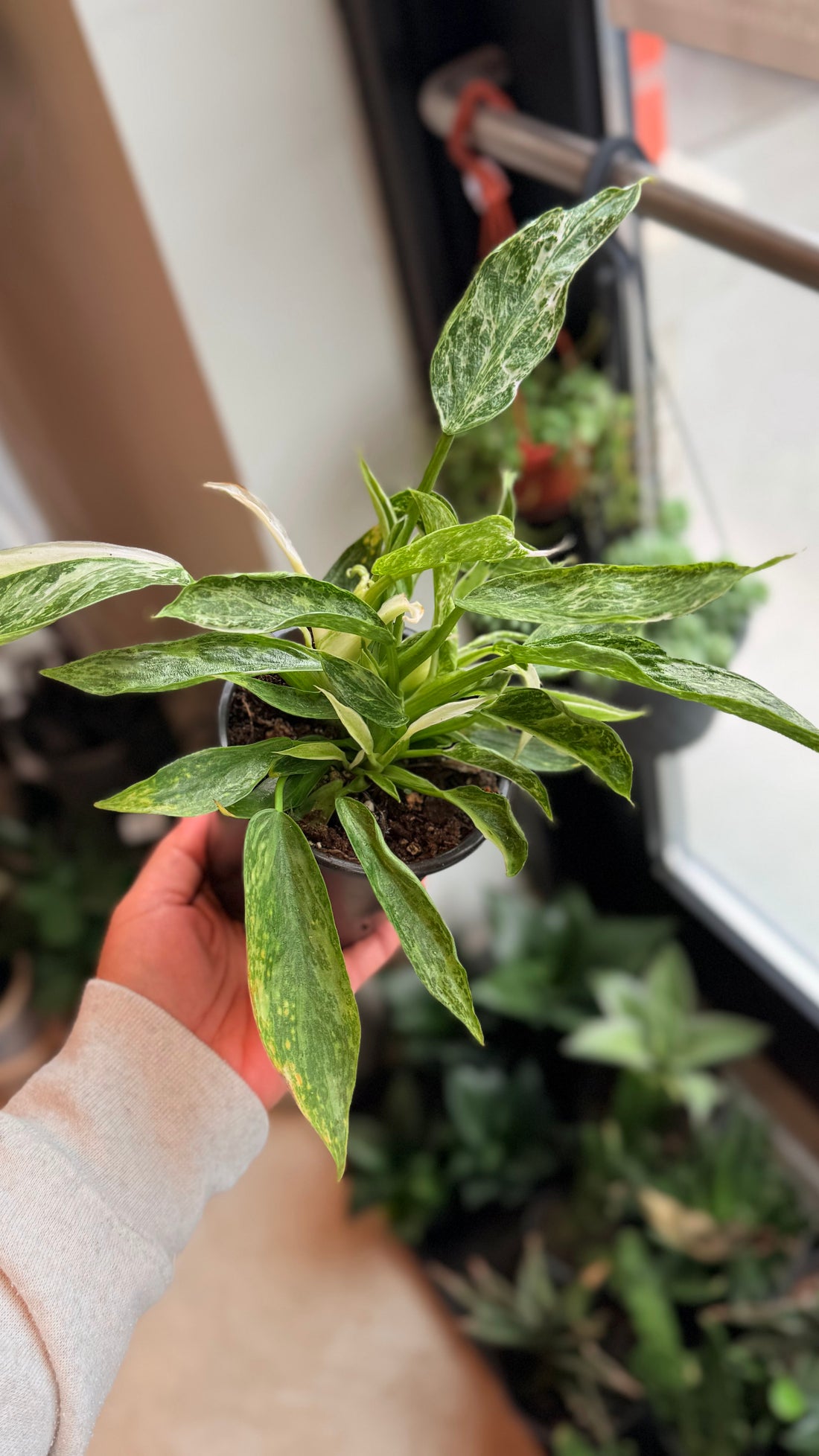 Philodendron jose buono