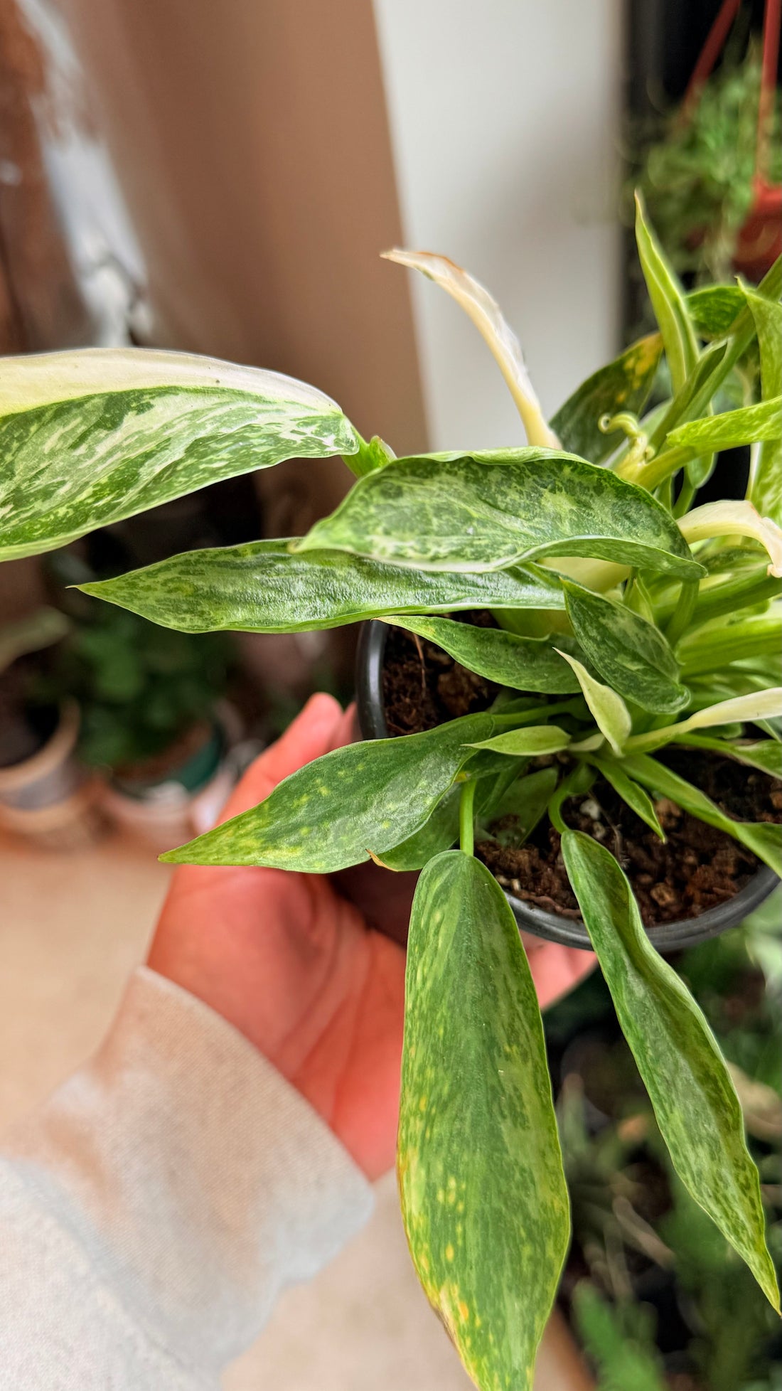 Philodendron jose buono