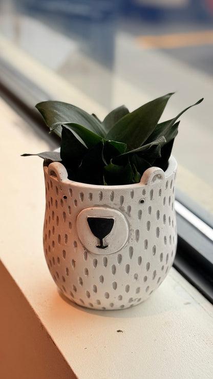 PLANTER BEAR WH/BK