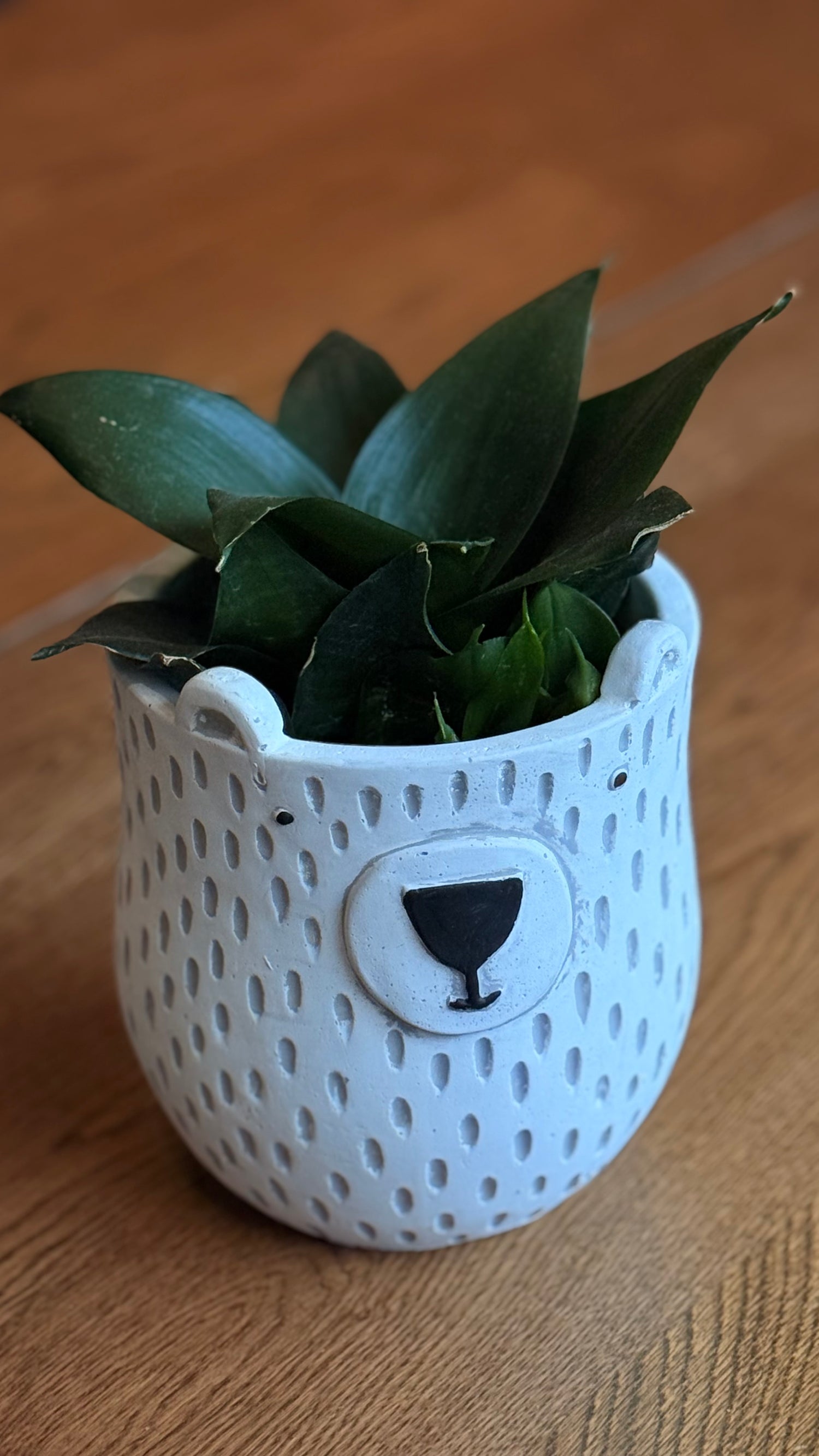 PLANTER BEAR WH/BK