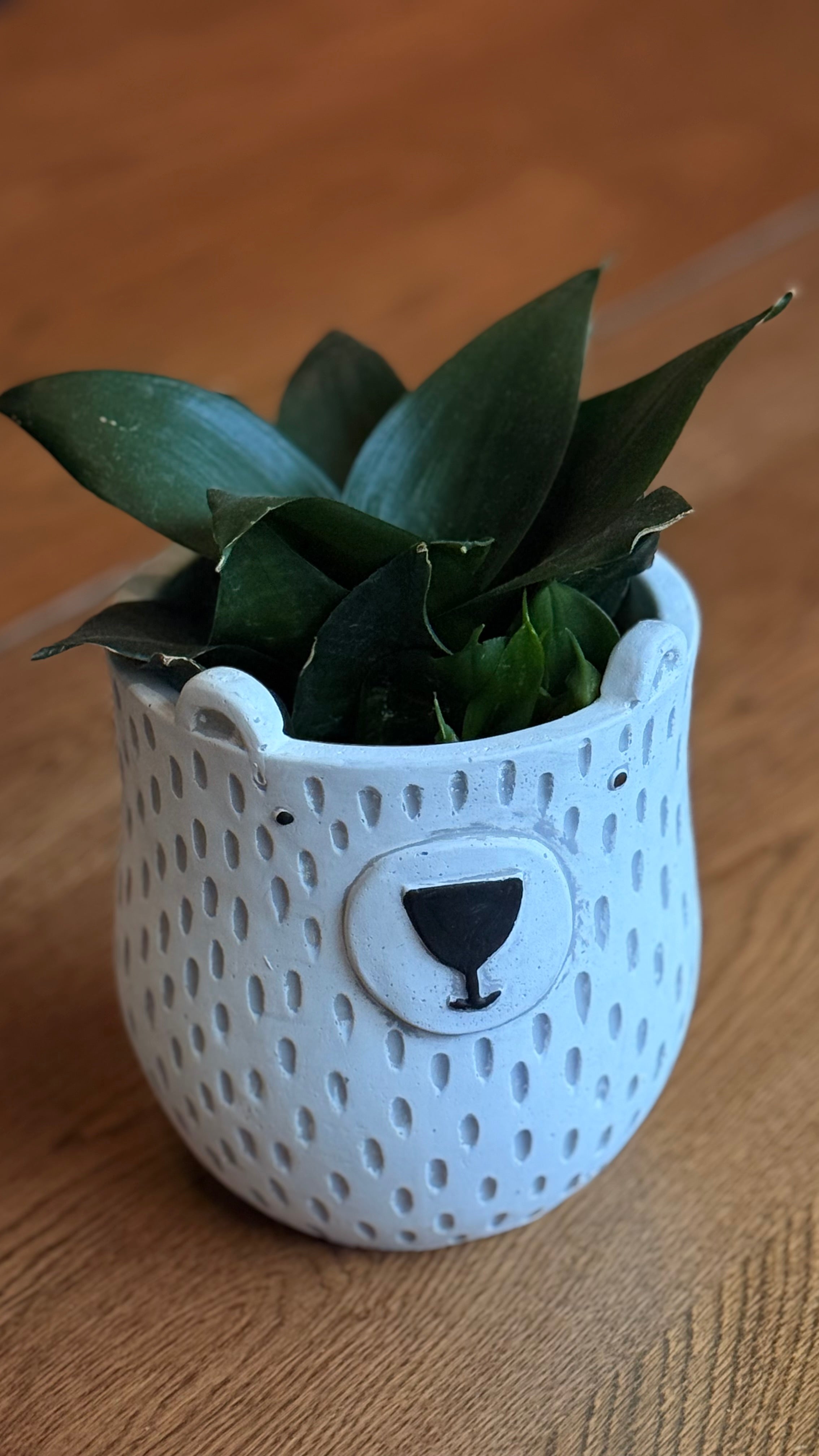 PLANTER BEAR WH/BK