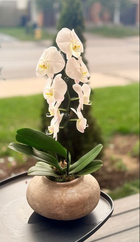 Serenity Orchid Arrangement