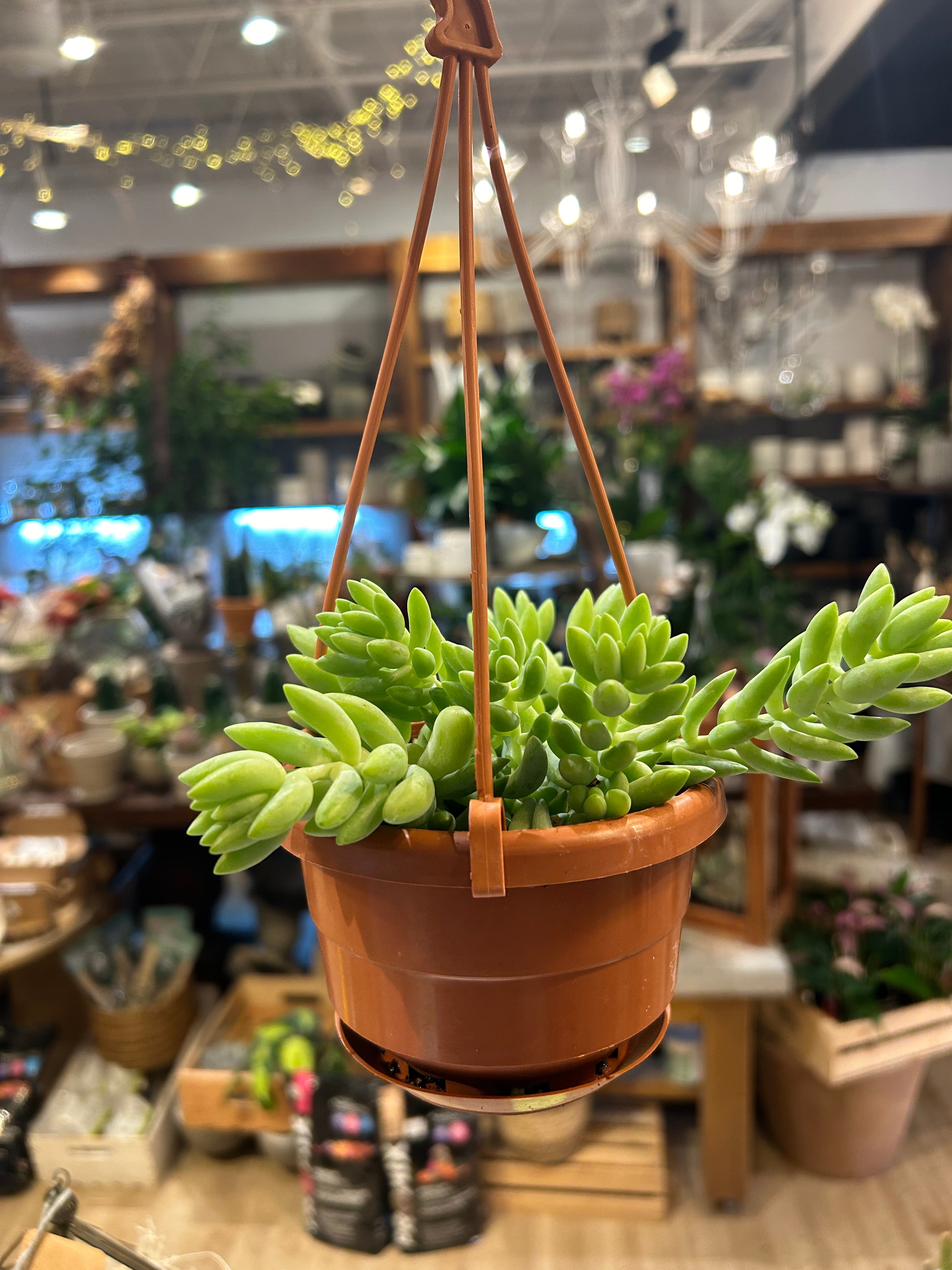 Sedum Burrito(Donkey Tail)