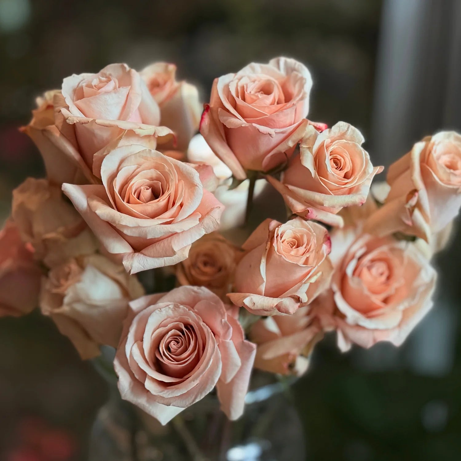 Peach Roses - Unwrapping and Untrimming