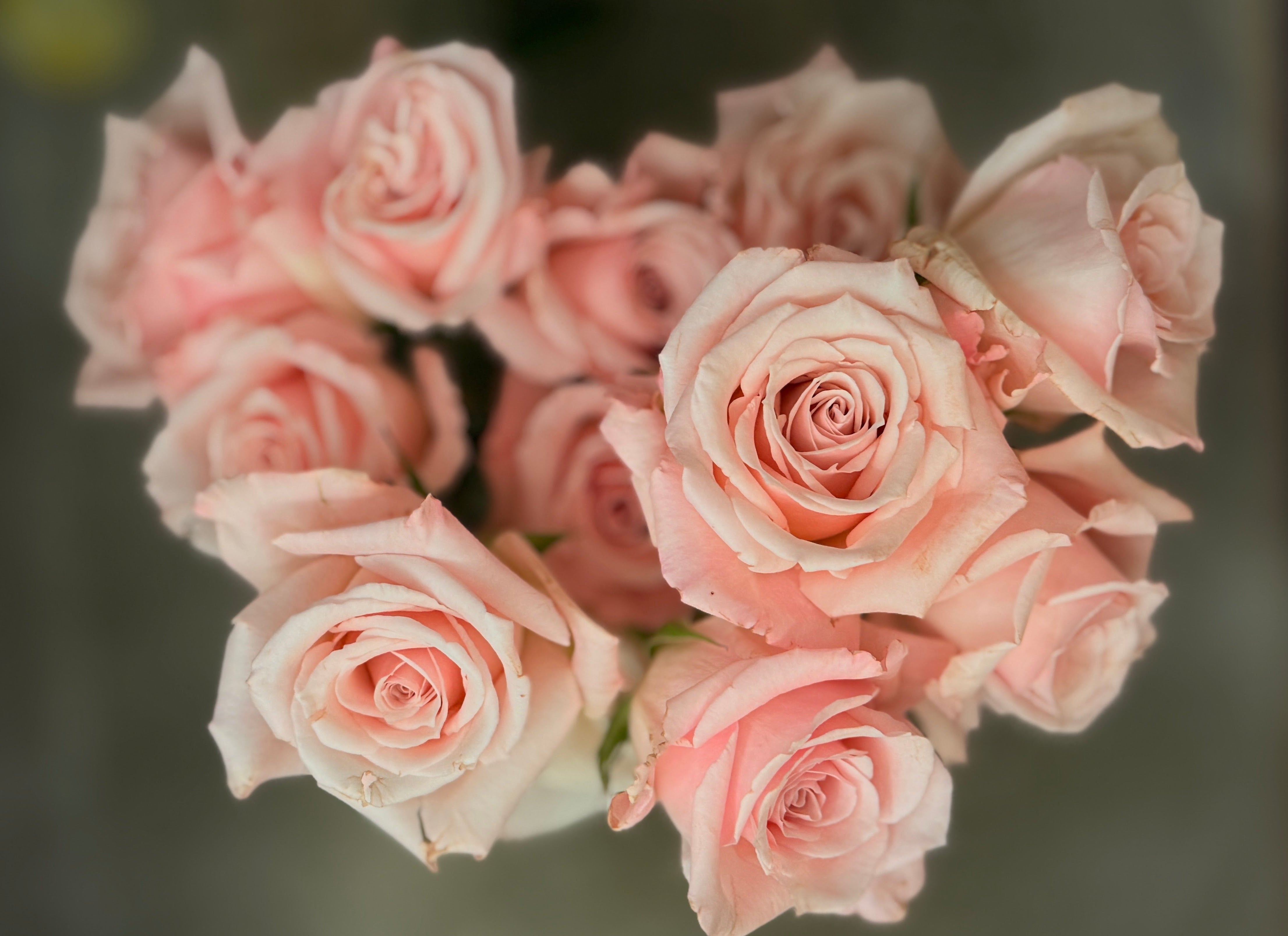 Baby Pink Roses - Unwrapping and Untrimming