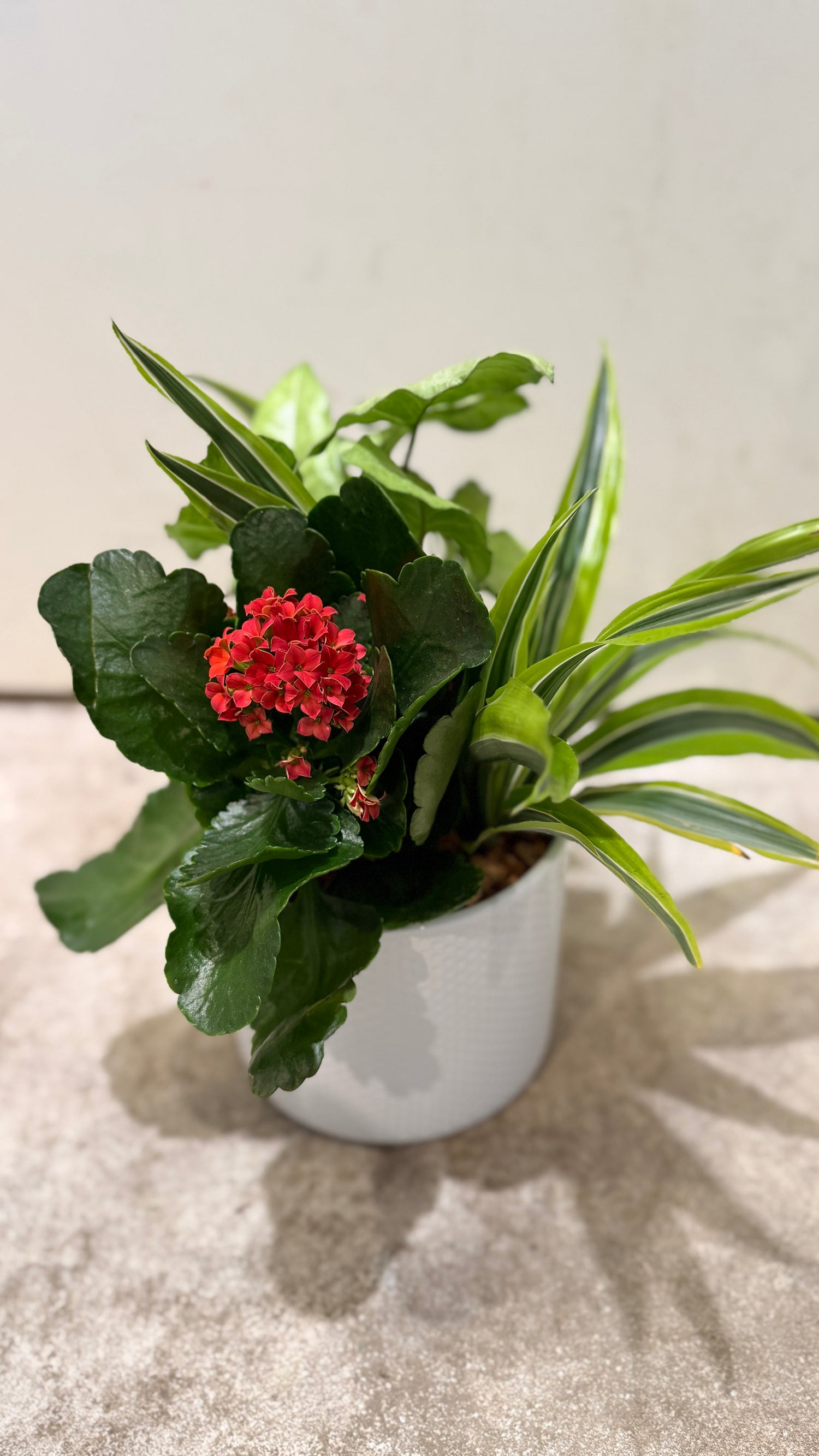 Tropical planter - Kalanchoe