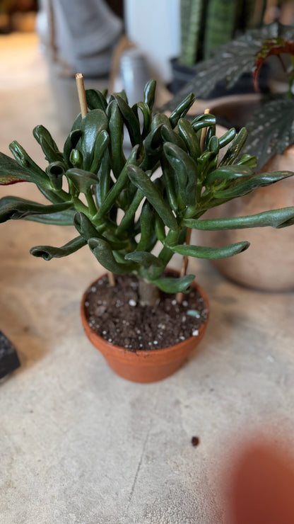 Jade Plant