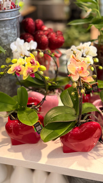 3" Infinity Orchid in Heart Ceramic