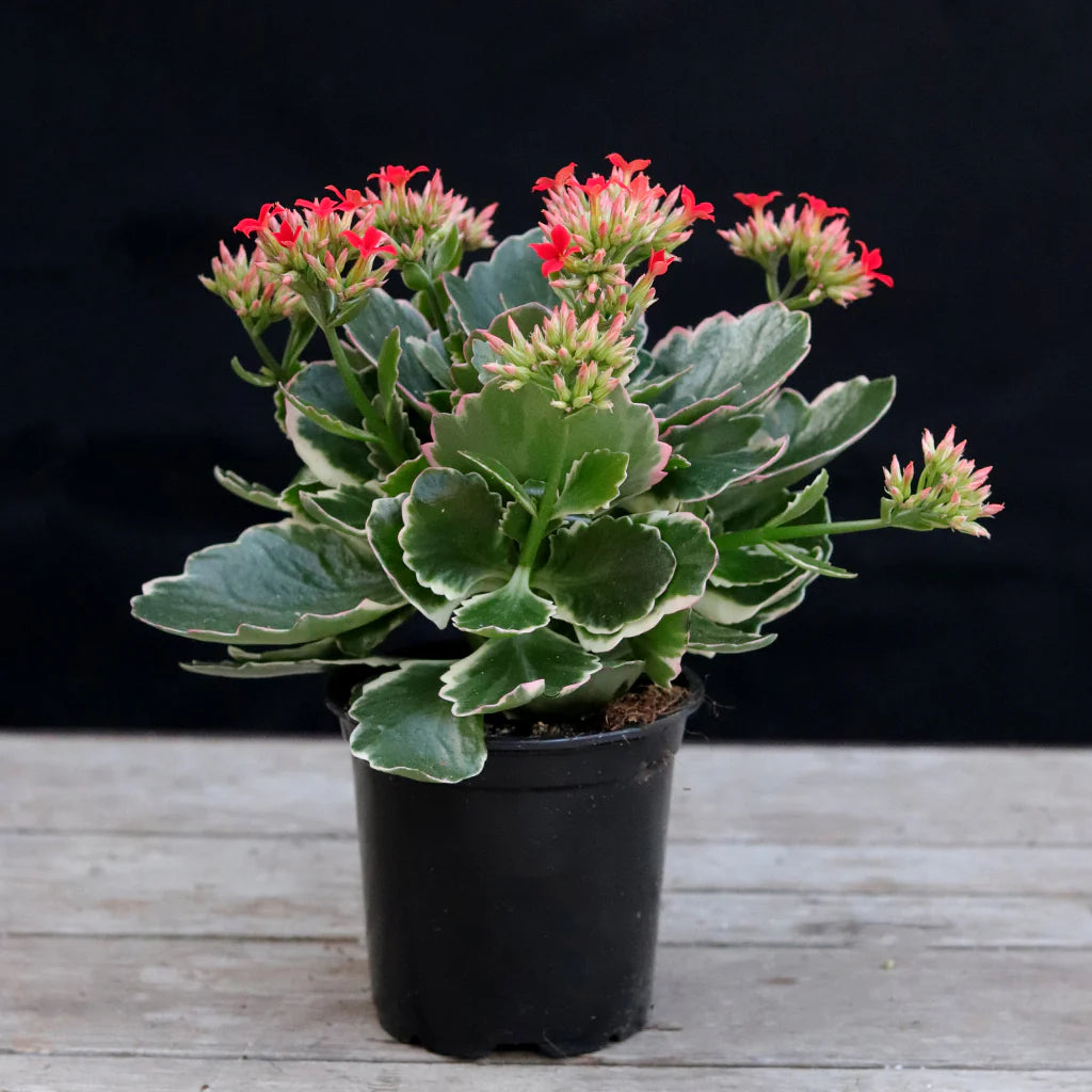 Kalanchoe flowering Plant