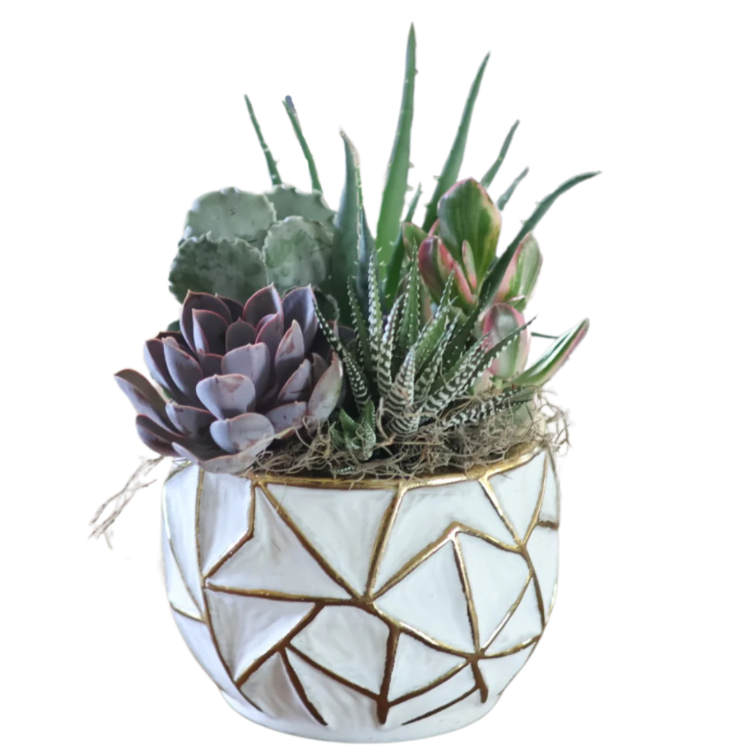 Large Gold Geo Succulent