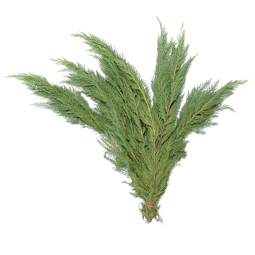 Leyland cypress bunch