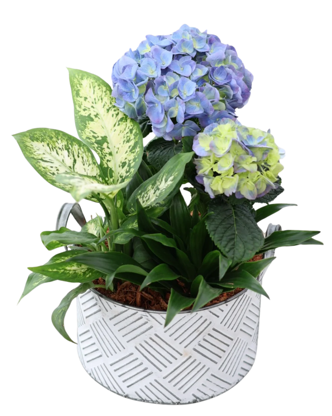 Medium Hydrangea Mixed White Crosshatch Tin