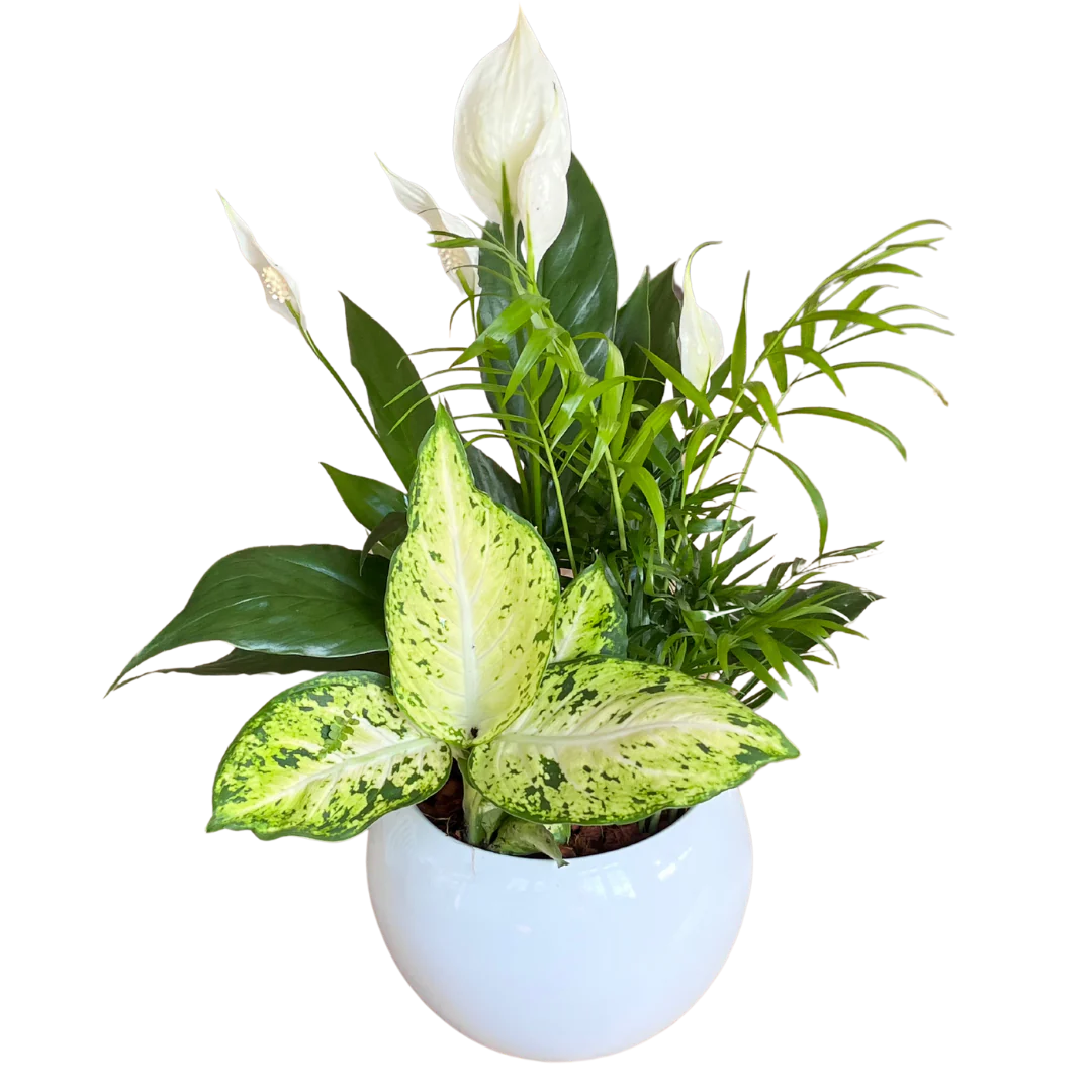 Medium Round Peace Lily Planter