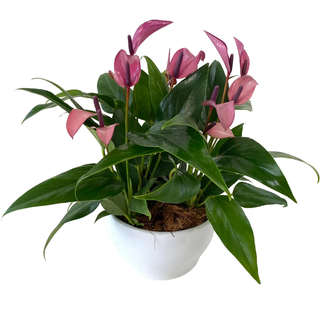 Mini Purple Anthurium Bowl