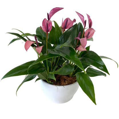 Mini Purple Anthurium Bowl