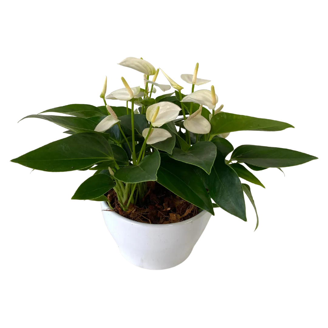 Mini White Anthurium Bowl