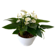 Mini White Anthurium Bowl