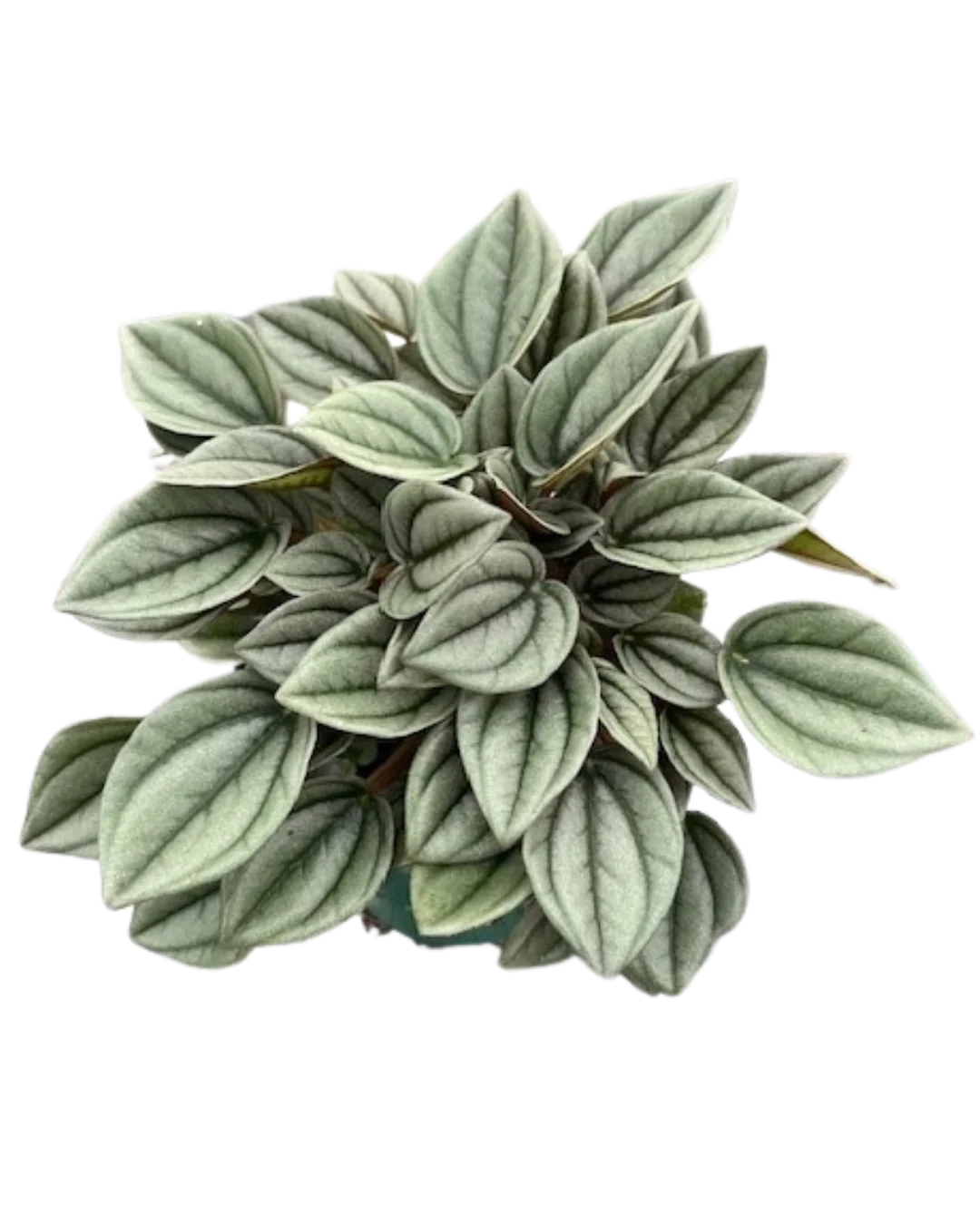 Peperomia Caperata