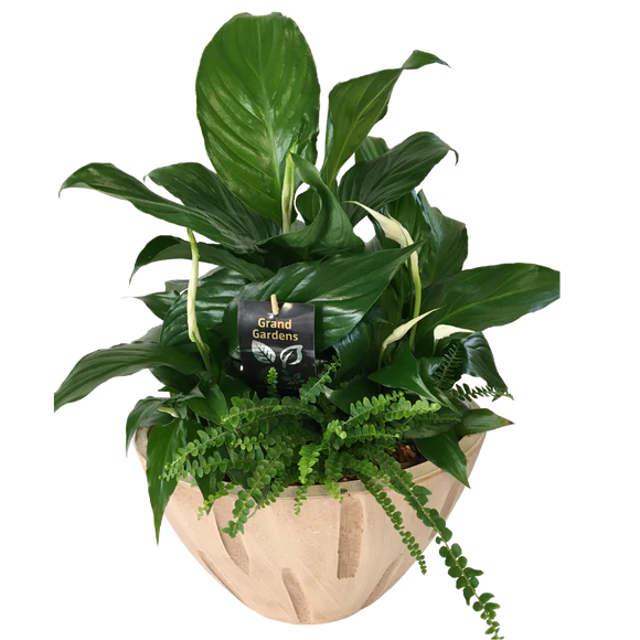 Peace Lily Planter