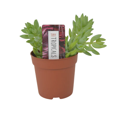 Tiny Donkey Tail ( Sedum Burrito) Various Sizes