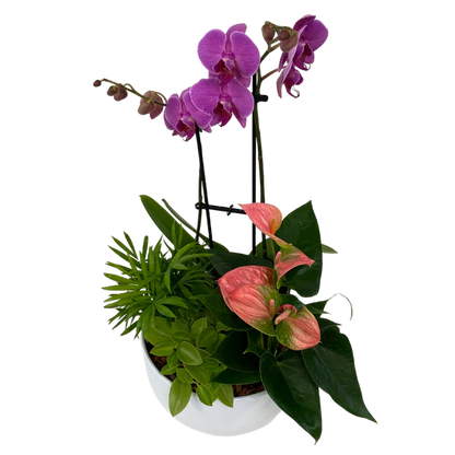 Orchid and Tropical Planter