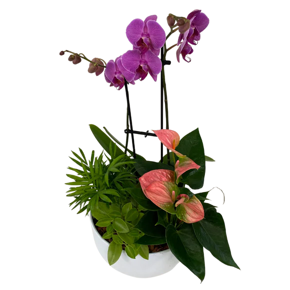 Orchid and Tropical Planter