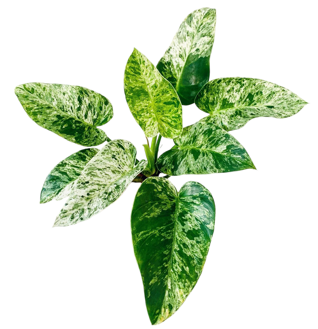 Philodendron blizzard