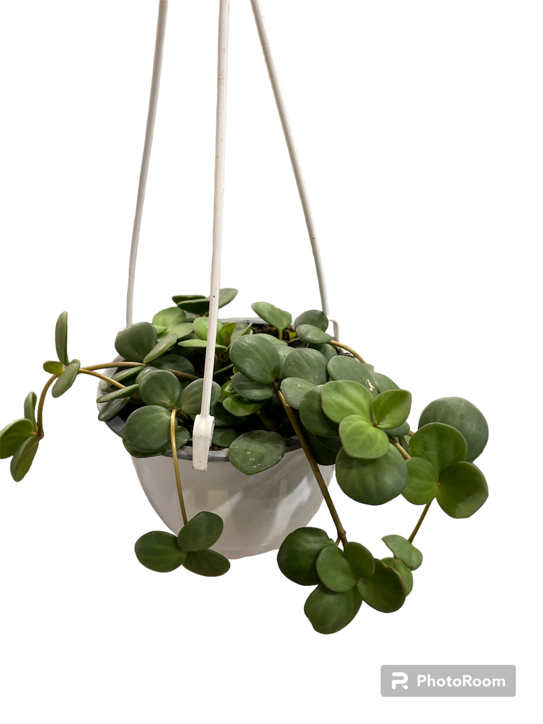 Peperomia Hope (Various sizes)