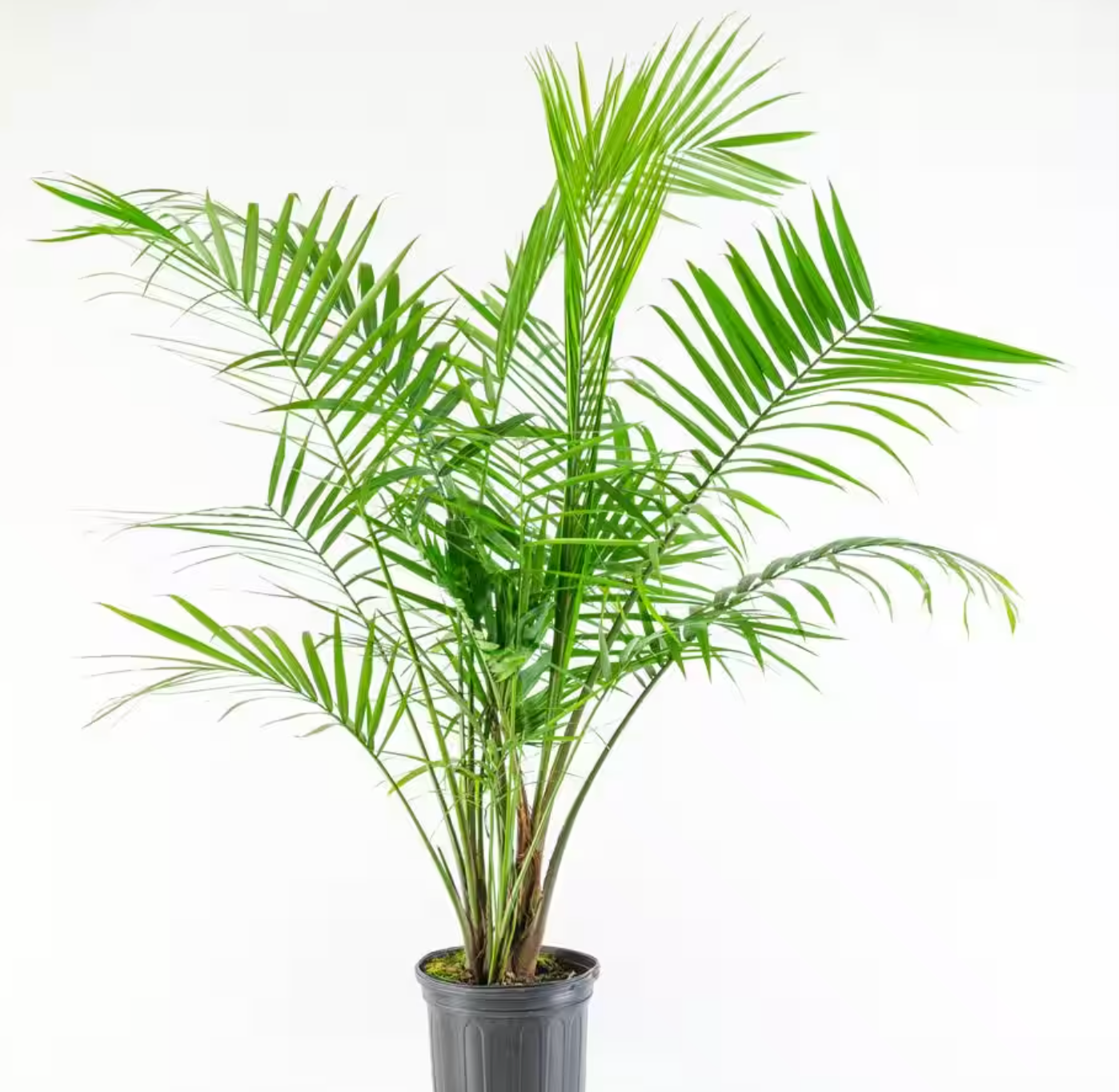 10&quot; Majesty Palm