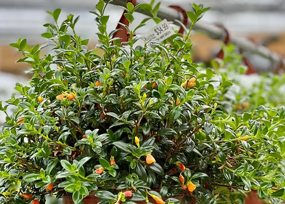 Goldfish Plant