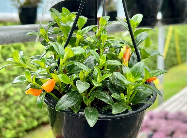 Goldfish Plant
