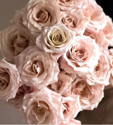 Blush Quicksand Rose - Unwrapping and Untrimming