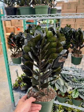 Black ZZ Plant