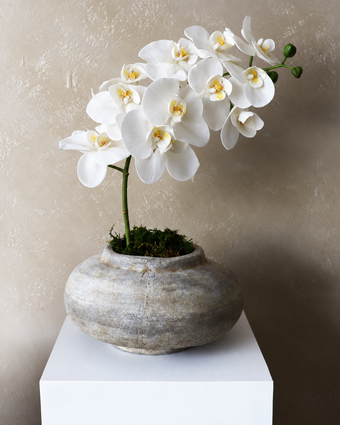 Serenity Orchid Arrangement