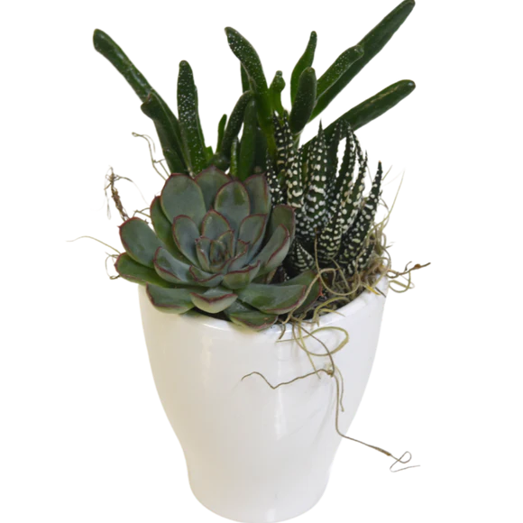 Small Succulent Planter