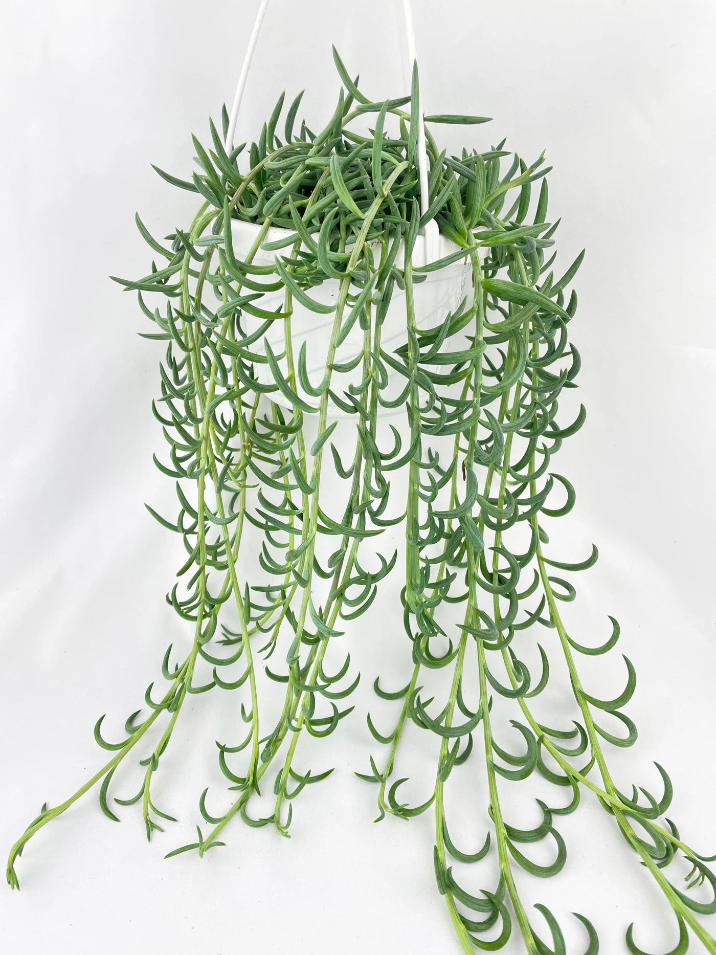String of Fishhooks