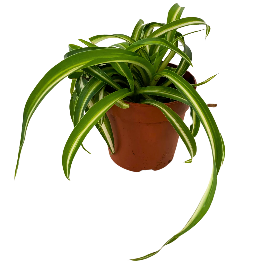 Spider Curly Plants (Various Sizes)