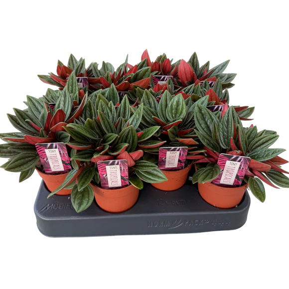 Tiny Peperomia Rosso