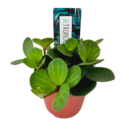 Tiny Peperomia Hope