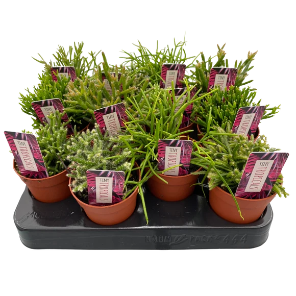 Rhipsalis