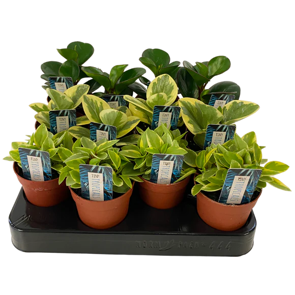 Peperomia Plants Mixed
