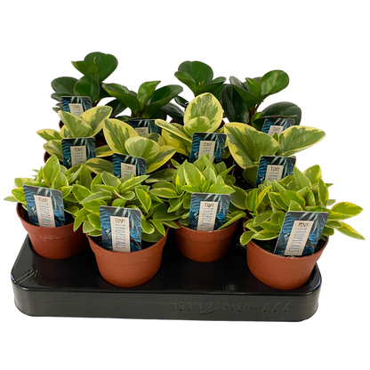 Peperomia Plants Mixed