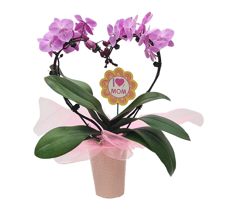 Heart Shaped Orchid for Mother’s Day