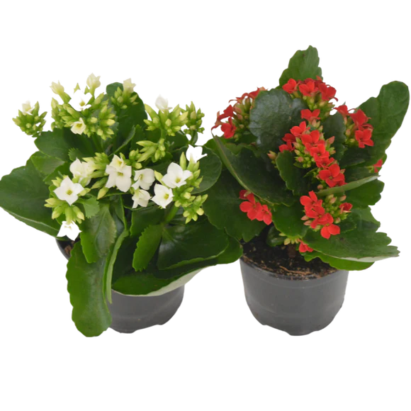 Kalanchoe flowering Plant