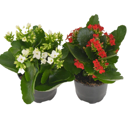 Kalanchoe flowering Plant